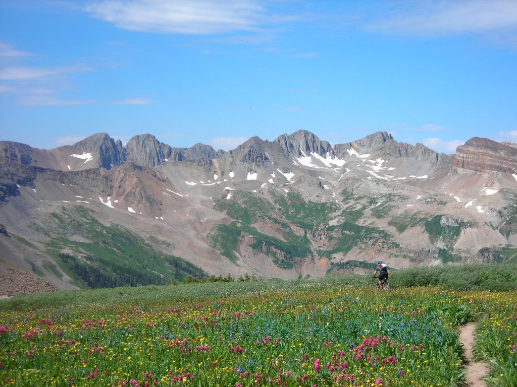 Wild Flowers